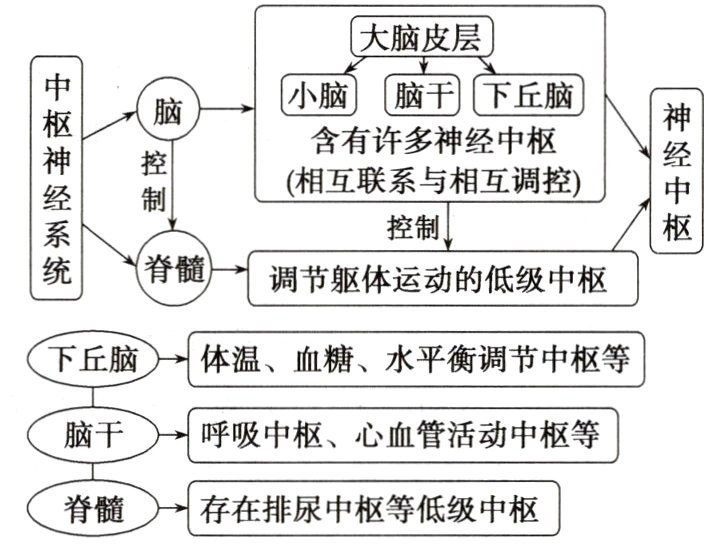 脊髓存在排尿中枢等低级中枢