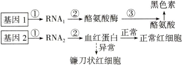异常镰刀状红细胞