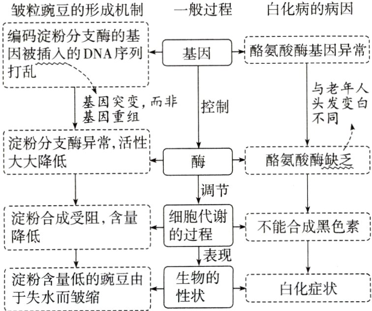 淀粉含量低的豌豆由生物的白化症状于失水而皱缩性状