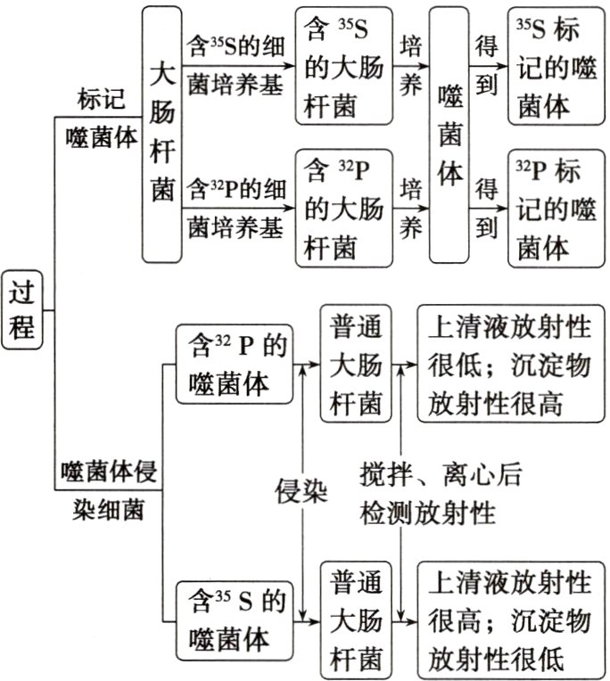 大肠很高沉淀物噬菌体杆菌放射性很低