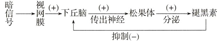 传出神经松来件分泌适圳抑制