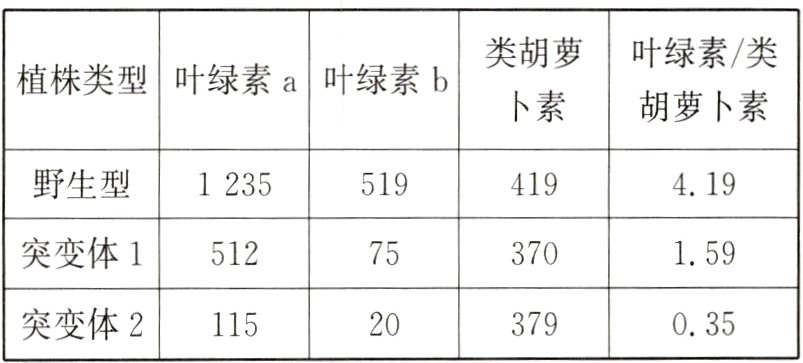 突变体211520379035
