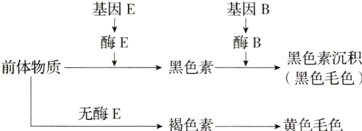 无酶E褐色素黄色毛色