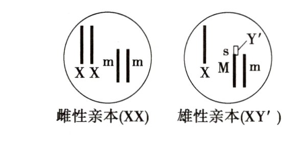 雌性亲本XX雄性亲本XY