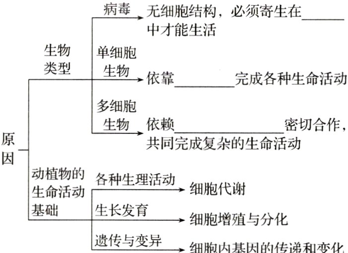细胞增殖与分化遗传与变异细胞内基因的传递和变化