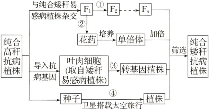 种子卫星搭载大空旅行植株