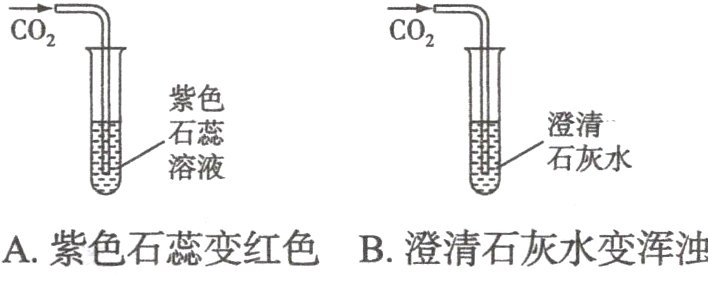 A紫色石蕊变红色B澄清石灰水变浑浊