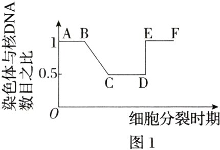 细胞分裂时期图1