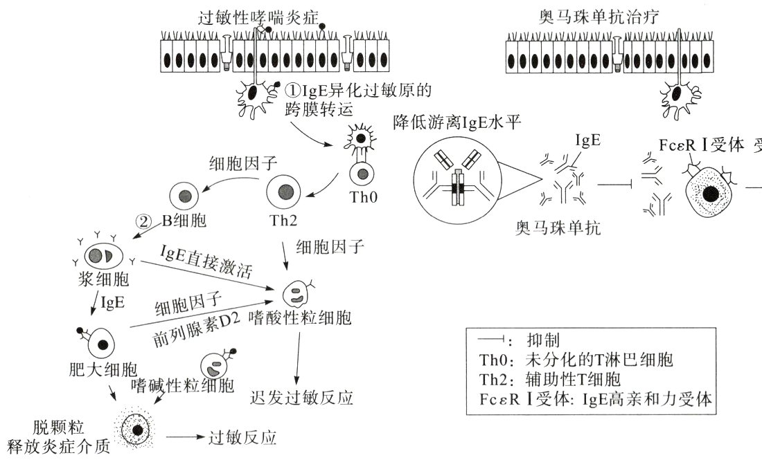 脱颗粒过敏反应释放炎症介质