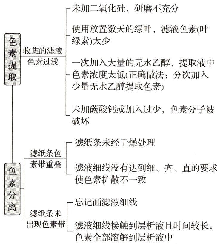 滤液细线接触到层析液且时间较长色素全部溶解到层析液中