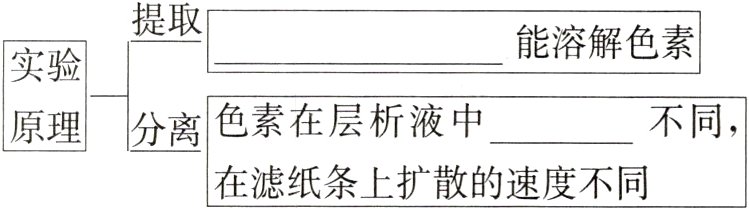 在滤纸条上扩散的速度不同