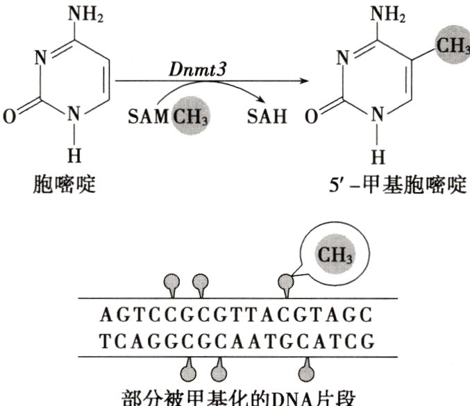 部分被甲基化的DNA片段