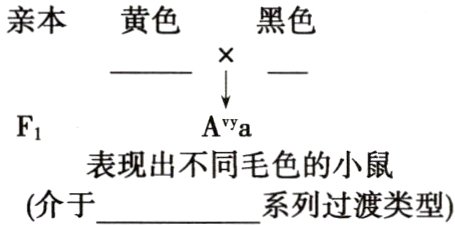 表现出不同毛色的小鼠介于系列过渡类型