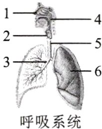呼吸系统