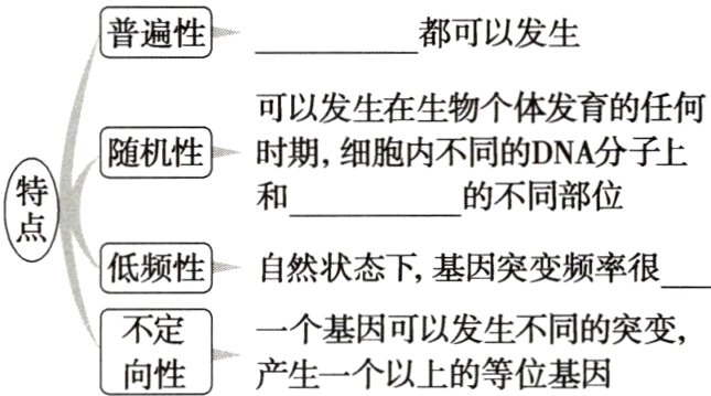 不定一个基因可以发生不同的突变向性产生一个以上的等位基因