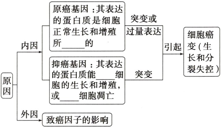 外因致癌因子的影响