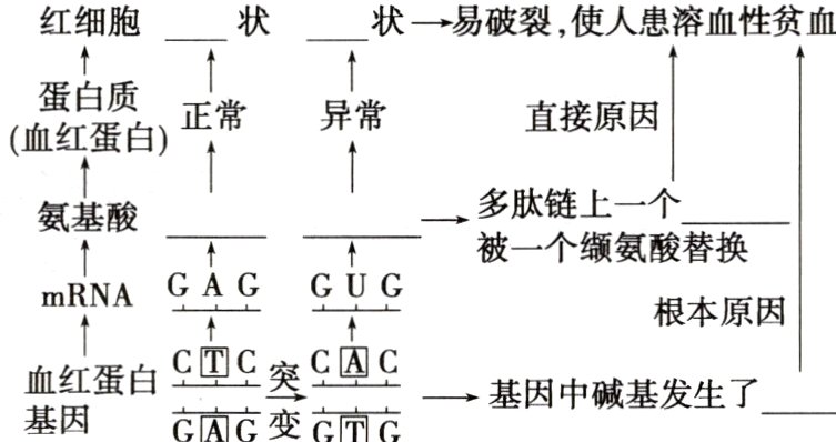 血红蛋白基因中碱基发生了GAG变GG