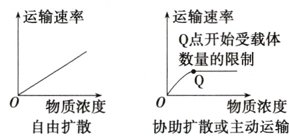 物质浓度物质浓度自由扩散协助扩散或主动运输