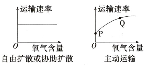 自由扩散或协助扩散主动运输