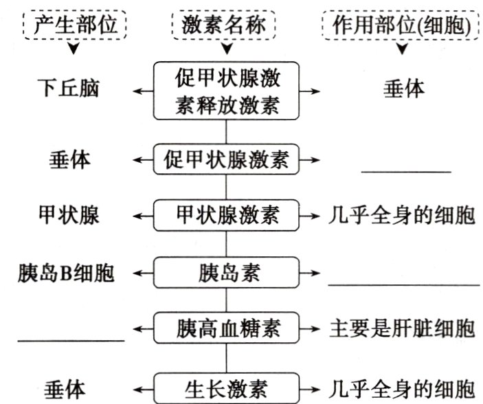 生长激素垂体几乎全身的细胞