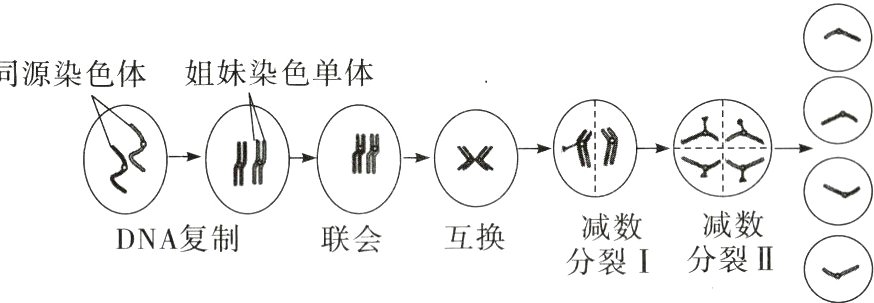 互换DNA复制联会分裂II分裂I