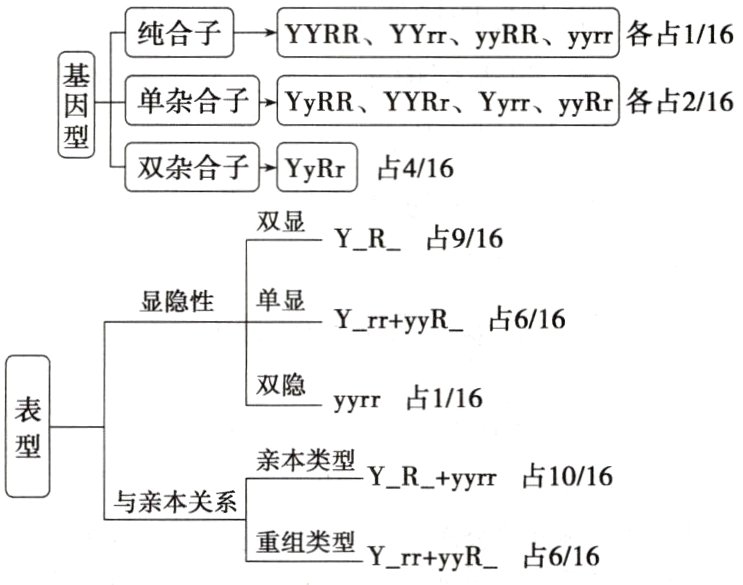 重组类型YrryyR占616