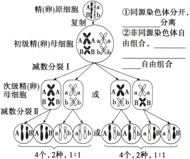 4个2种114个2种11