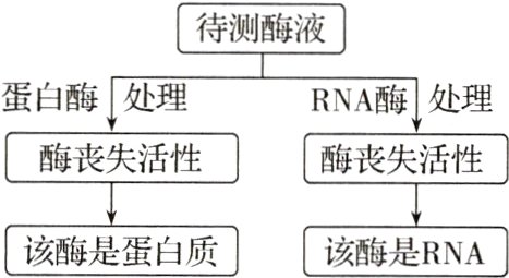 该酶是RNA该酶是蛋白质