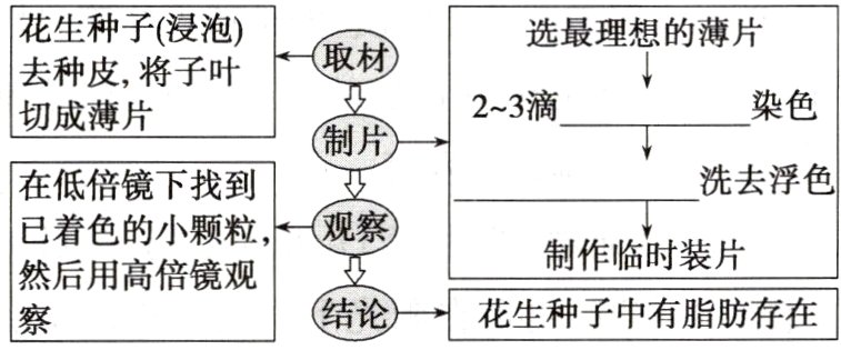 然后用高倍镜观结论花生种子中有脂肪存在