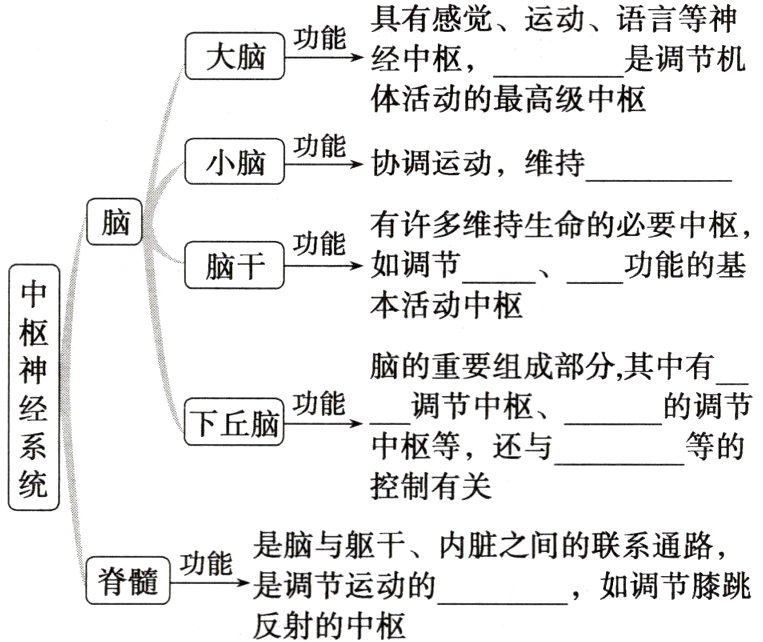脊髓功能是调节运动的如调节膝跳反射的中枢