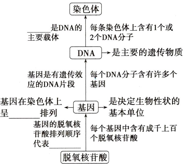 脱氧核苷酸