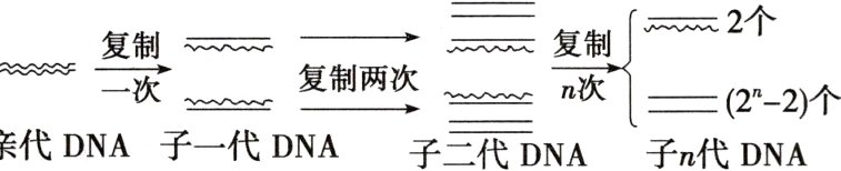 22个子三代DNA亲代DNA子一代DNA子n代DNA
