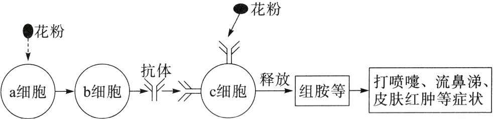 细胞释放b细胞组胺等皮肤红肿等症状