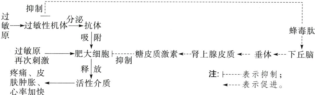活性介质表示促进心率加快