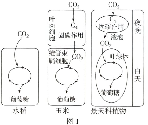 水稻玉米景天科植物图1
