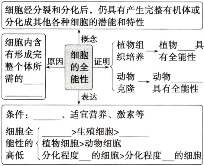 高低分化程度的细胞分化程度的细胞