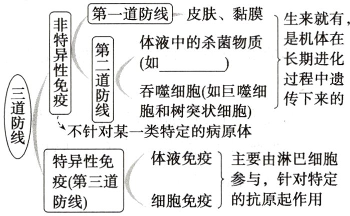 疫第三道细胞免疫的抗原起作用防线