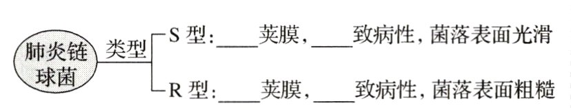 浆链类型R型荚膜致病性菌落表面粗糙