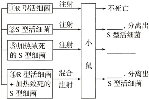 S型活细菌加热致死的注射S型细菌