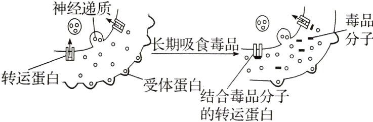 受体蛋白结合毒品分子的转运蛋白