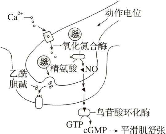 鸟苷酸环化酶GTPcGMP平滑肌舒张