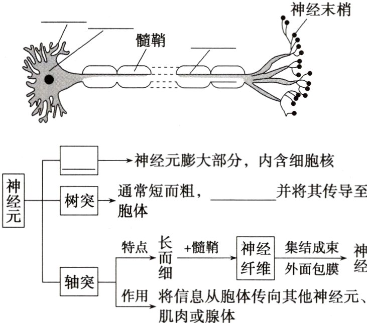 作用将信息从胞体传向其他神经元肌肉或腺体