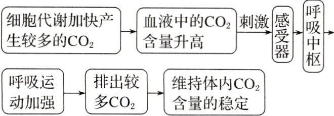 排出较呼吸运维持体内CO2多CO2动加强含量的稳定