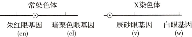 辰砂眼基因白眼基因朱红眼基因暗栗色眼基因clwvcn