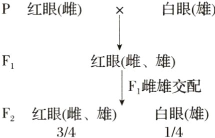白眼雄F2红眼雌雄3414