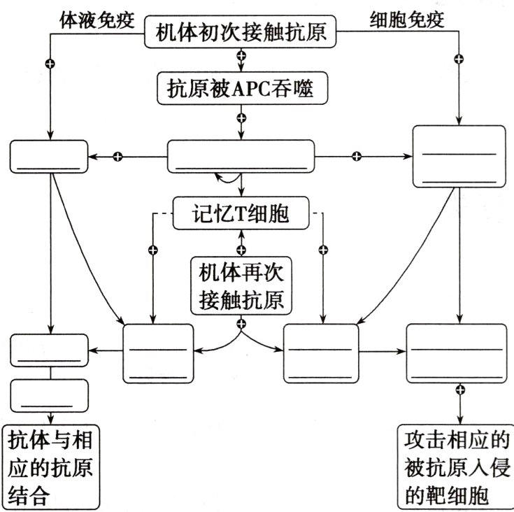 应的抗原被抗原入侵结合的靶细胞