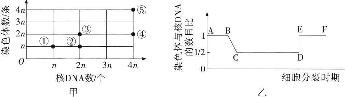 细胞分裂时期核DNA数个