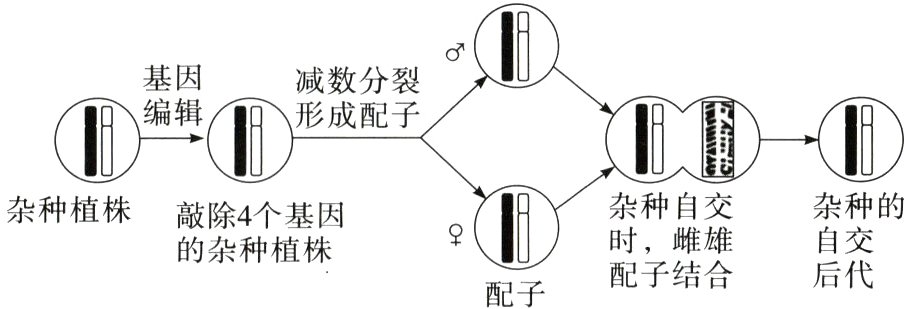 时雌雄的杂种植株配子结合后代配子