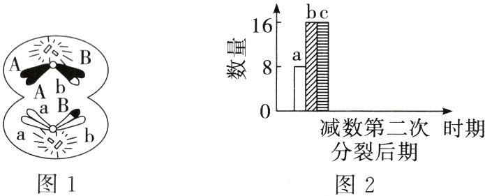 分裂后期图1图2