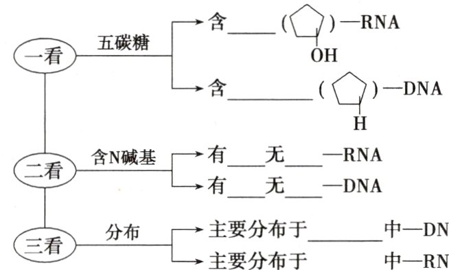 主要分布于中DNA分布三看主要分布于中RNA